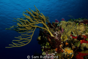 Coral landscape by Sam Rutherford 